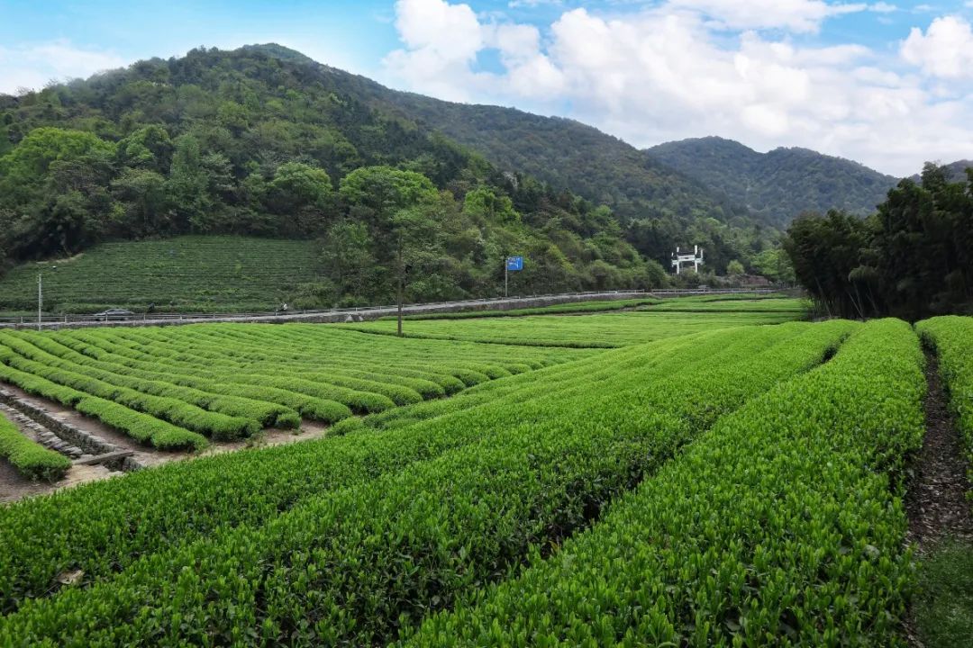 富硒茶有品牌吗