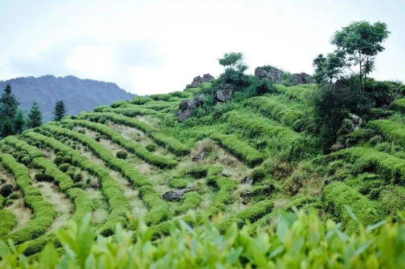 利川极叶富硒茶