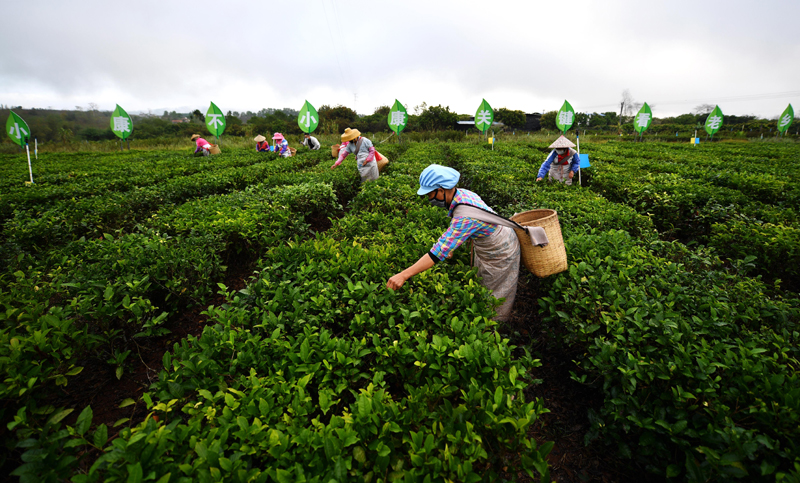 全国第一富硒茶