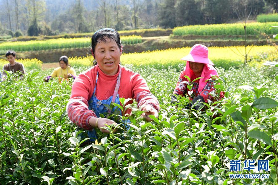 全国第一富硒茶