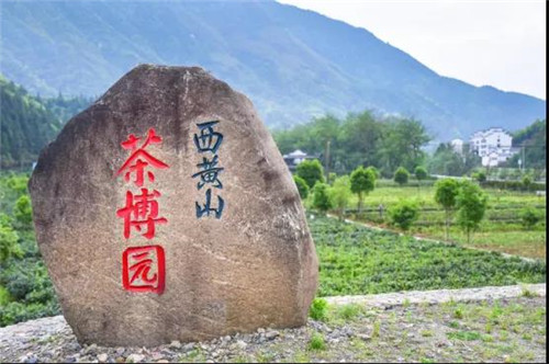 恩施博仁富硒茶