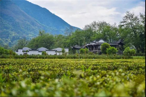 恩施博仁富硒茶