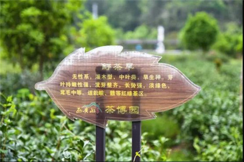 恩施博仁富硒茶