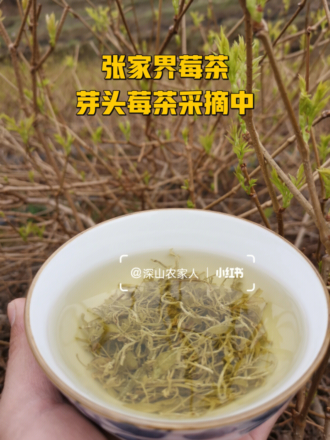 富硒藤茶的做法