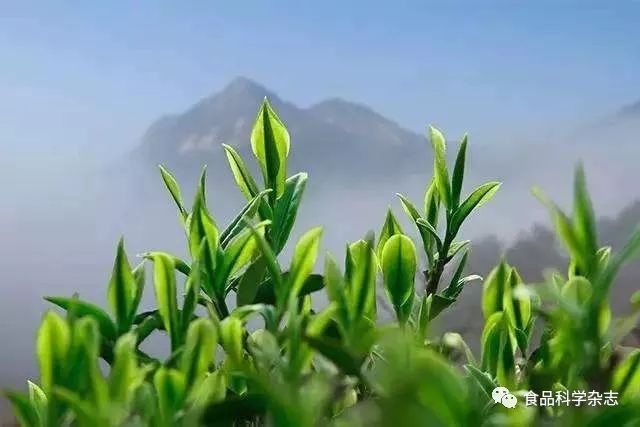 苦荞茶富硒食物