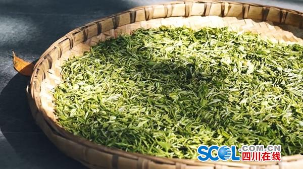 紫阳富硒制茶师