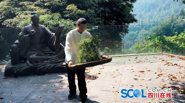 紫阳富硒制茶师