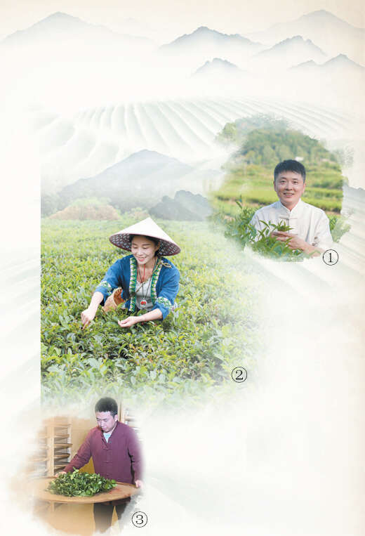 紫阳富硒制茶师