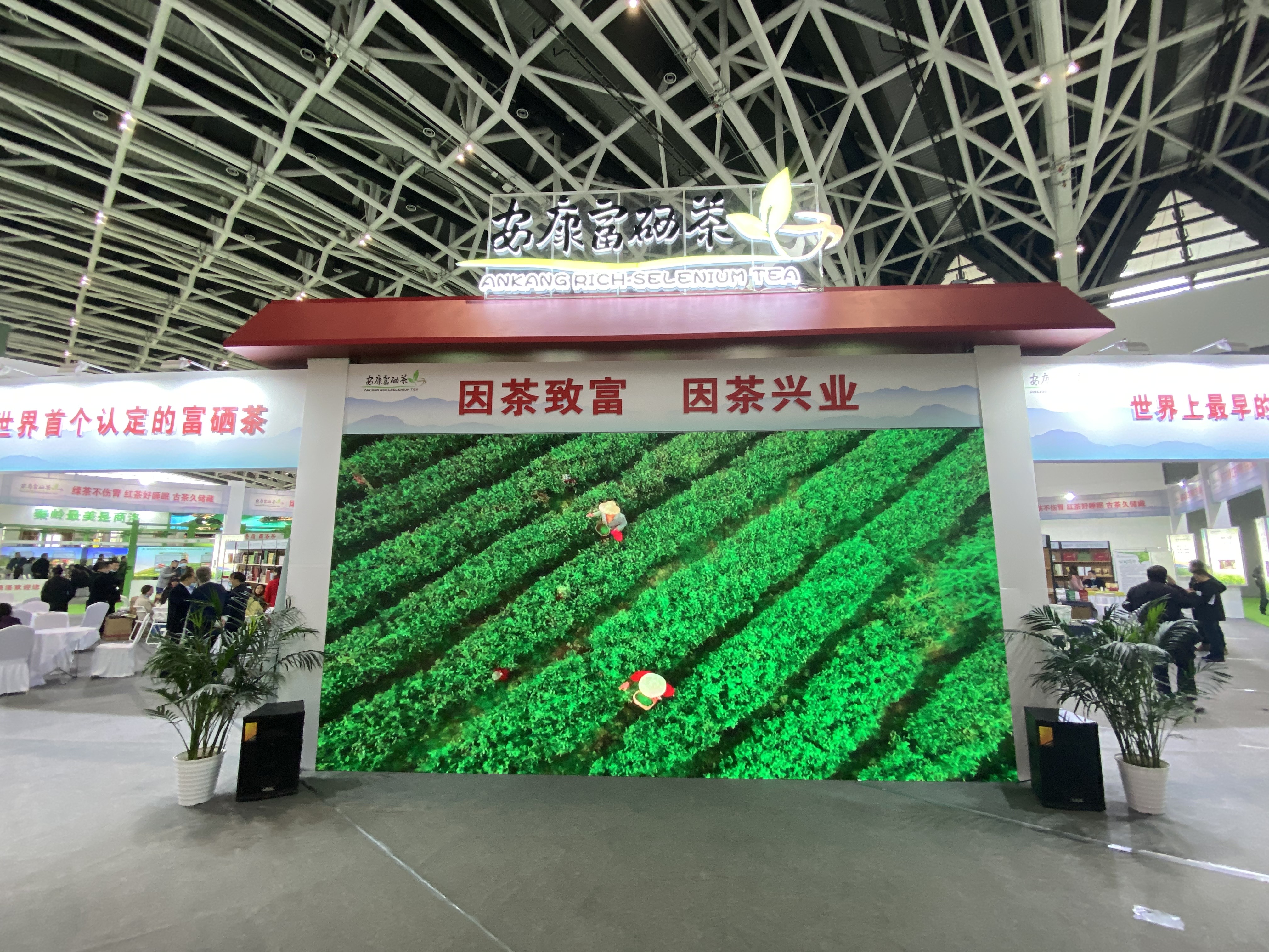 陕西京康富硒茶