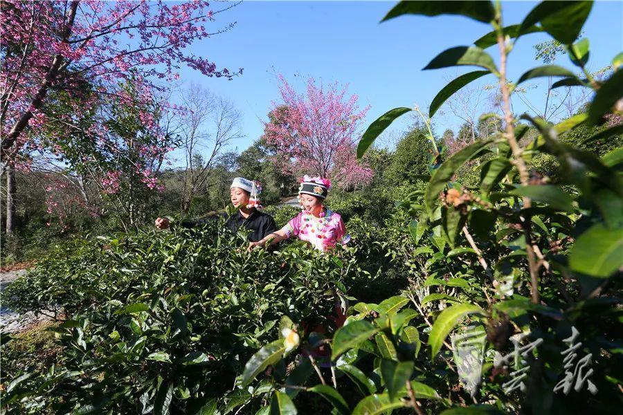 北京富硒普洱茶