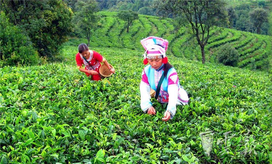 北京富硒普洱茶