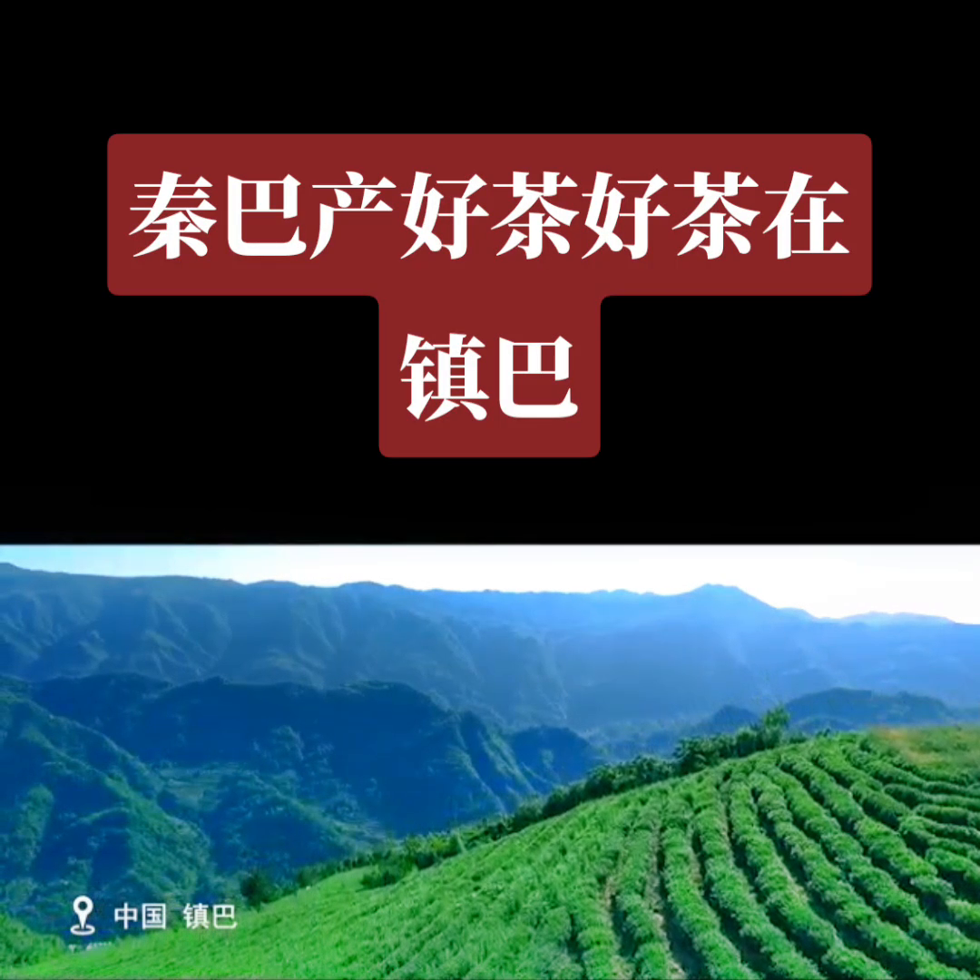 汉中有机富硒茶