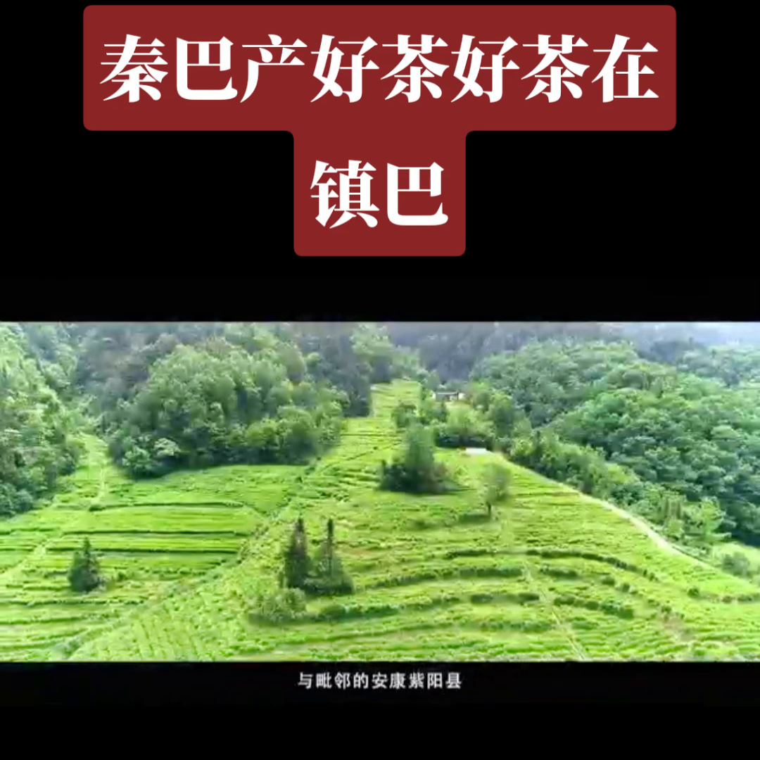 汉中有机富硒茶