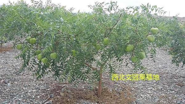天然富硒养生茶