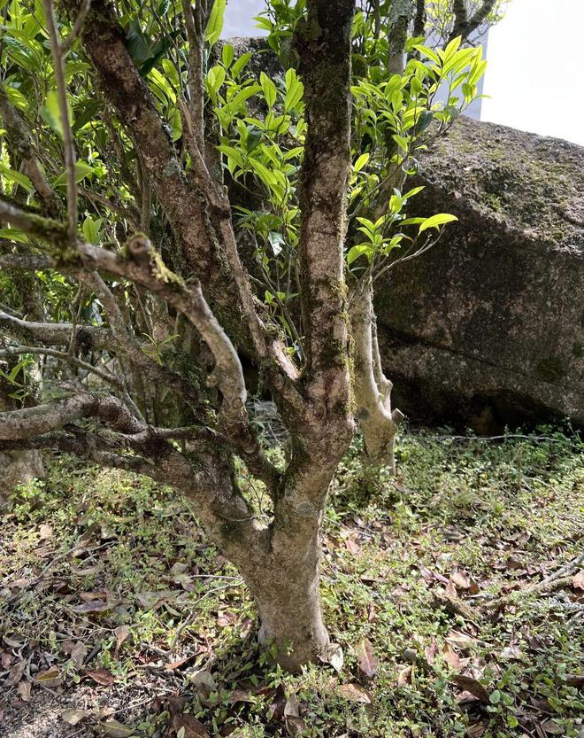 富硒茶凤凰单丛