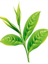 重庆富硒生茶饼