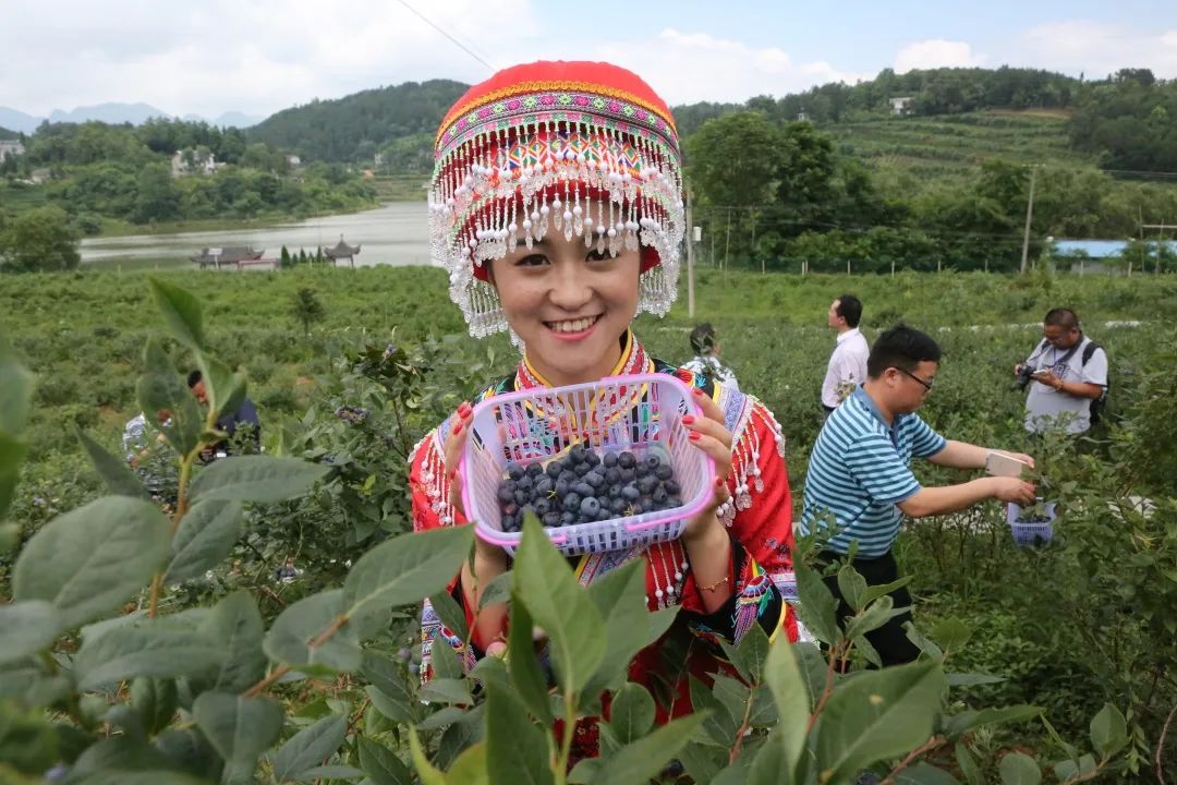 恩施富硒茶珍姐