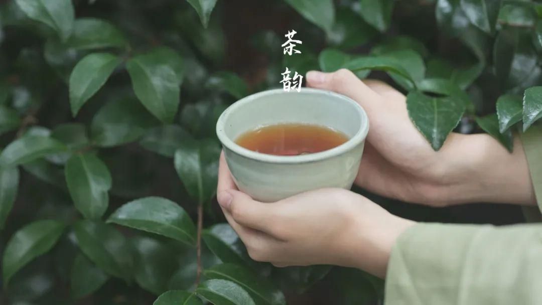 富硒茶大山茶叶