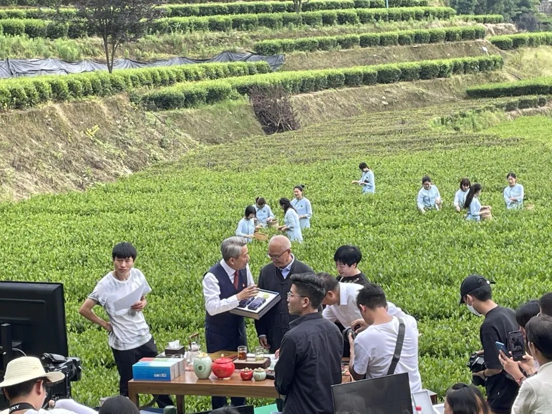 富硒茶专题报告