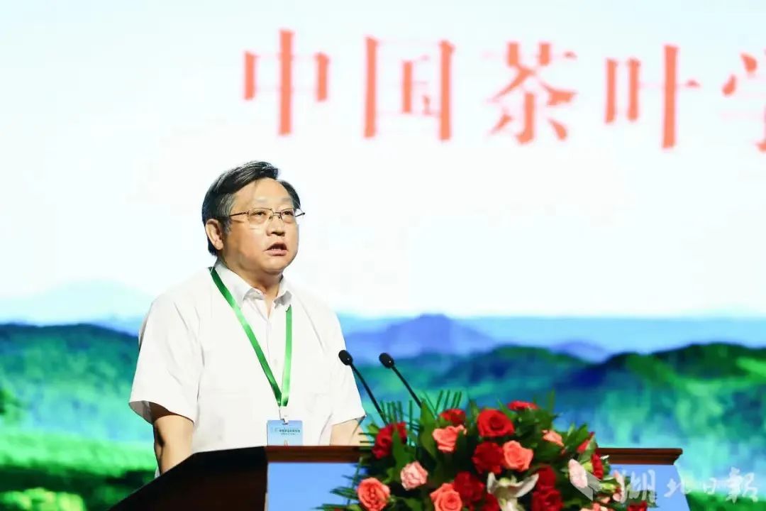 富硒茶专题报告