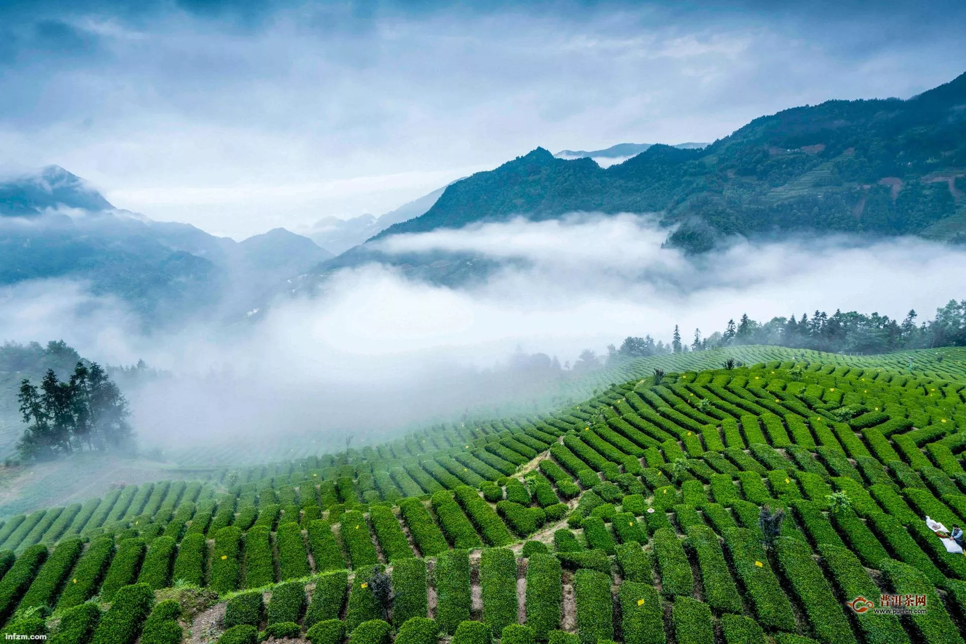 紫阳富硒茶简介