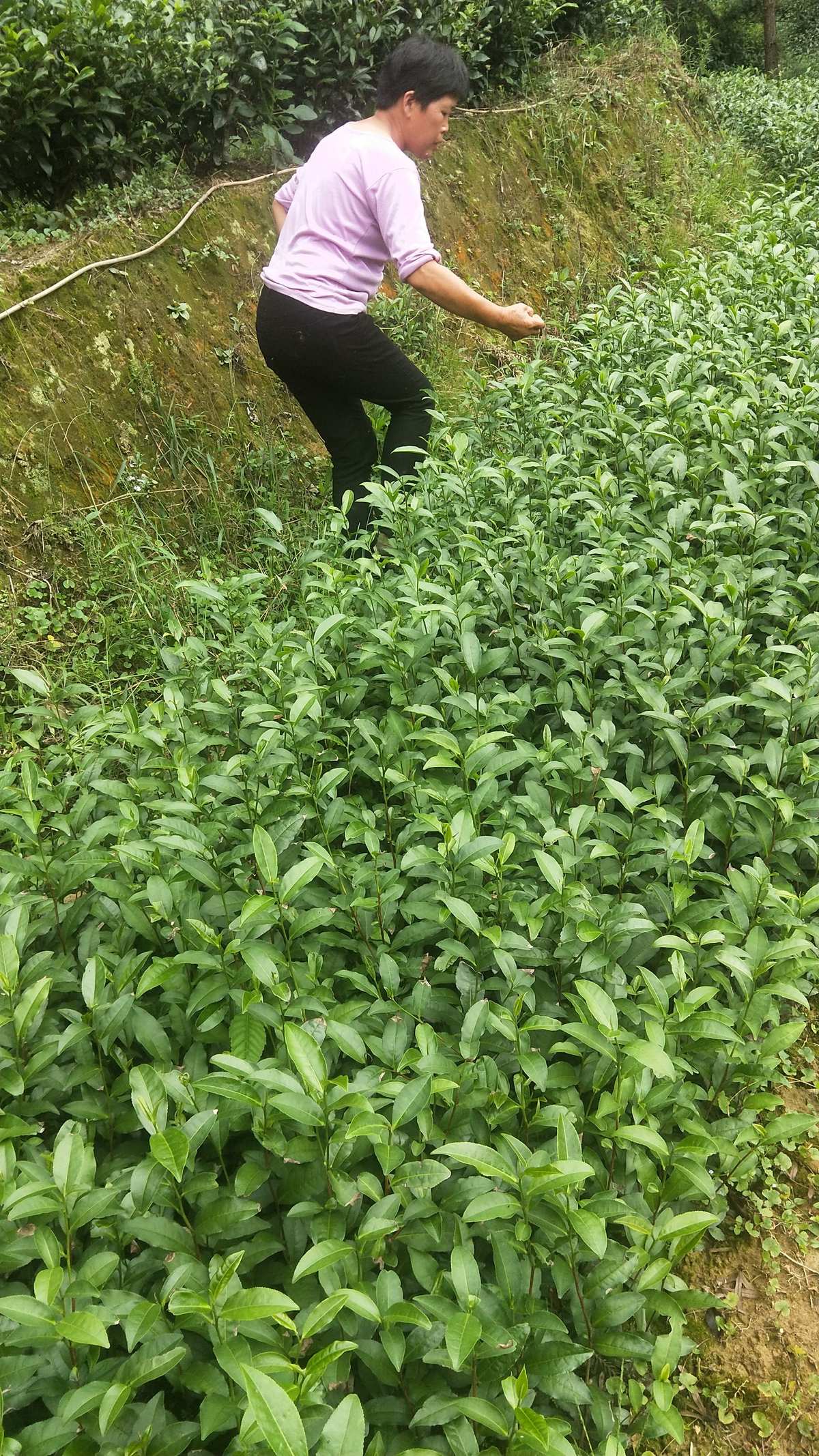 富硒茶需要吃了