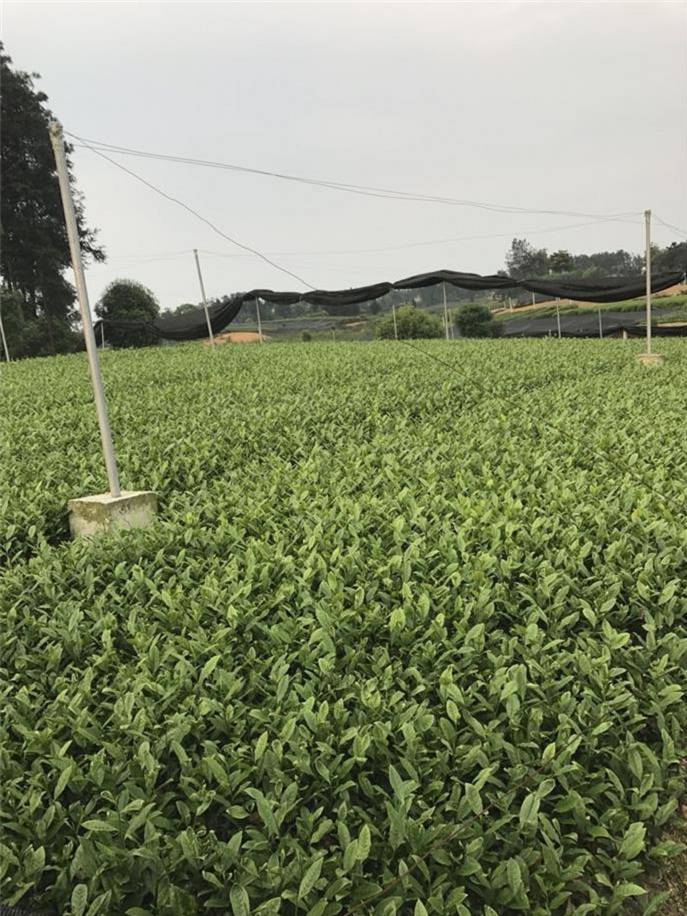 富硒茶需要吃了