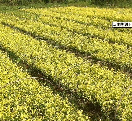富硒茶需要吃了