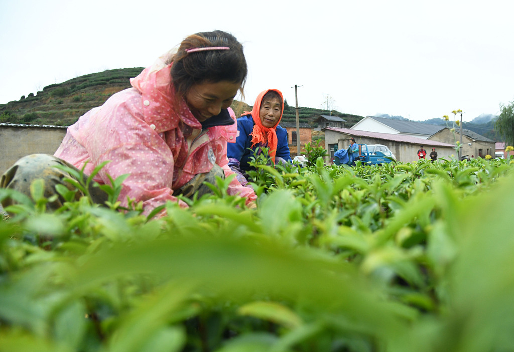 富硒茶需要吃了