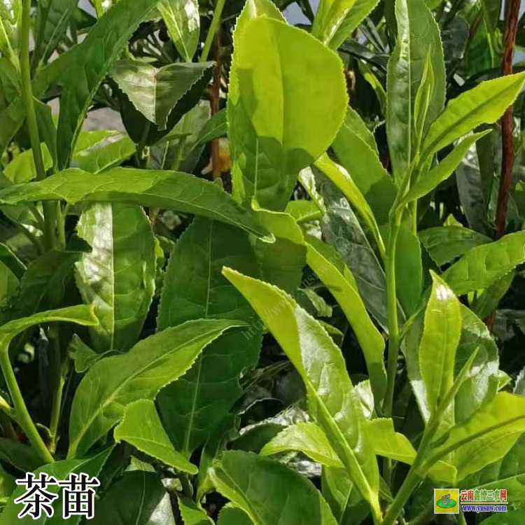 富硒茶需要吃了