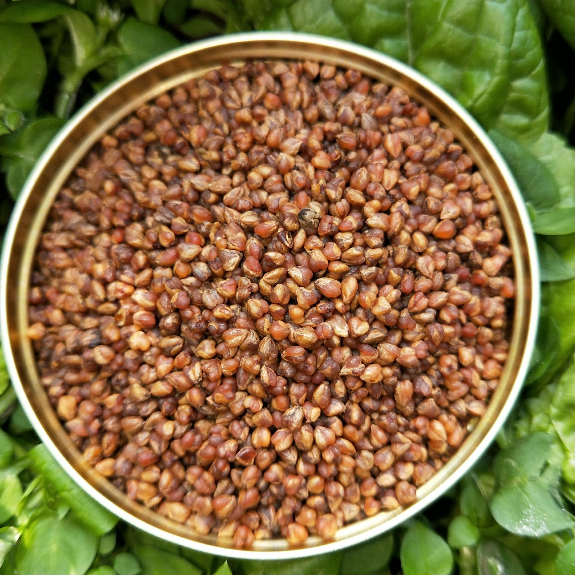河北富硒荞子茶