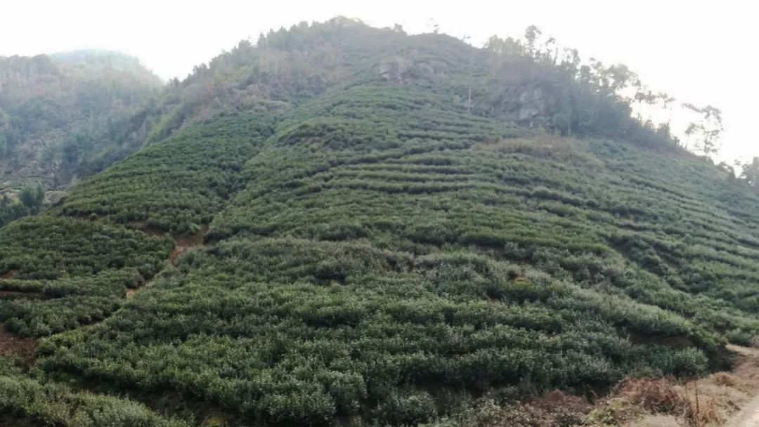 焕古镇牌富硒茶