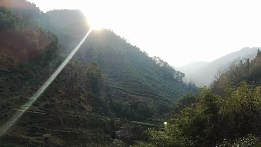 焕古镇牌富硒茶