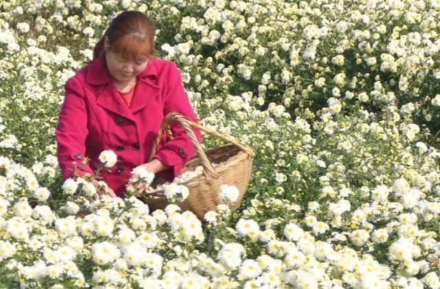 富硒茶 广告语