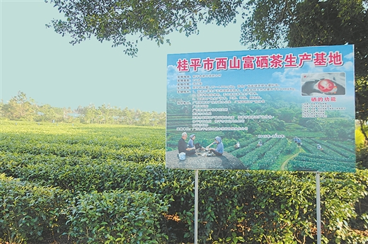 广西富硒黑米茶