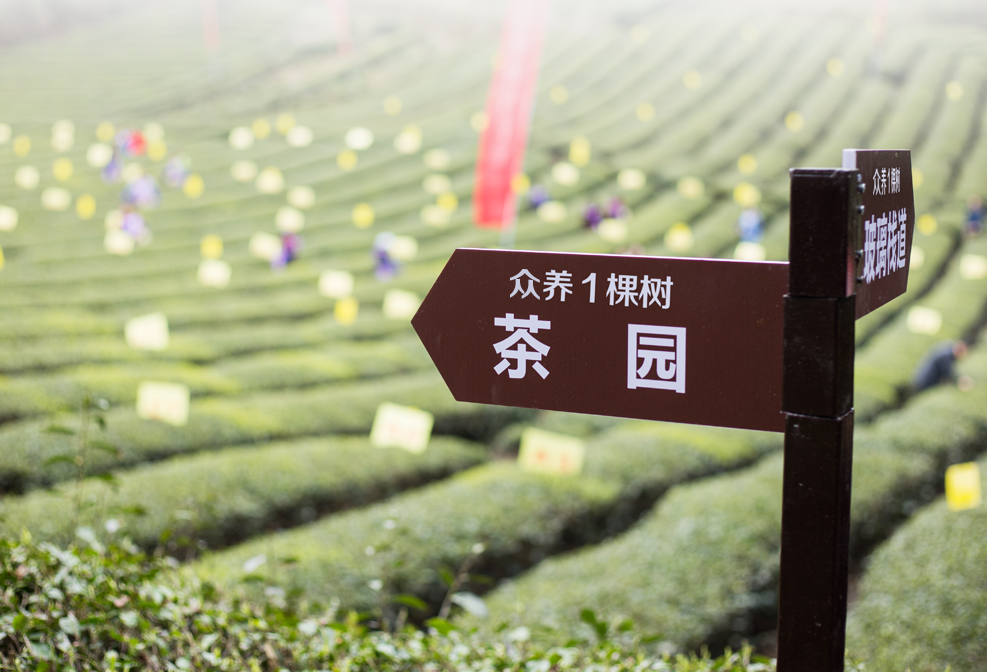 富硒茶定价标准