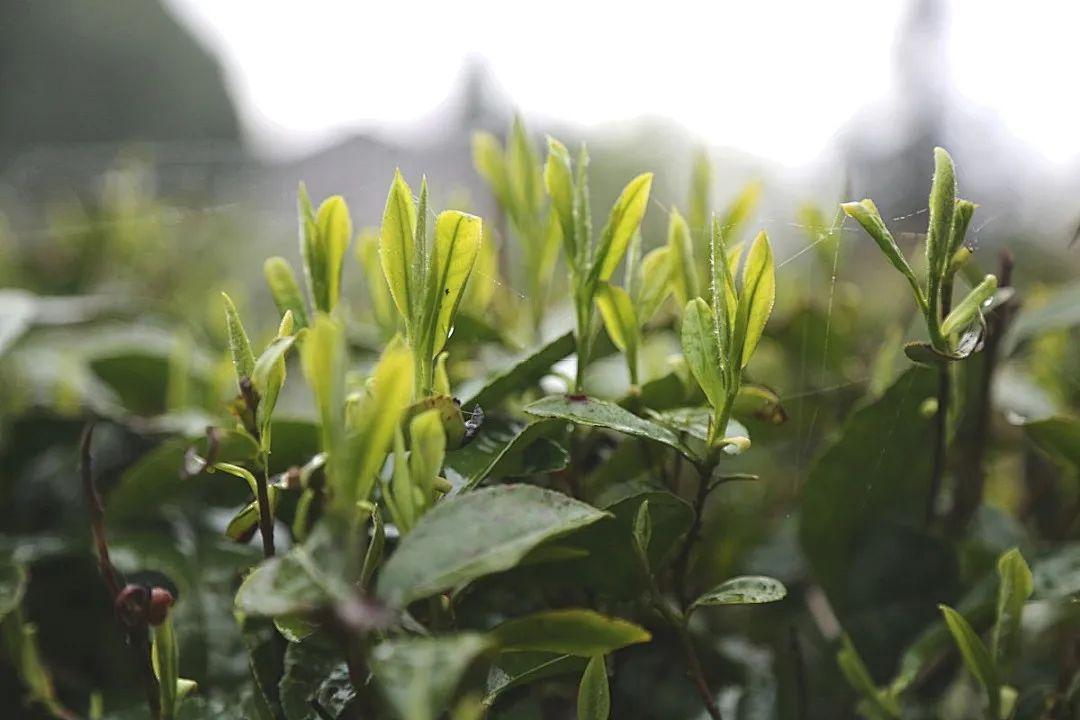 富硒茶定价标准