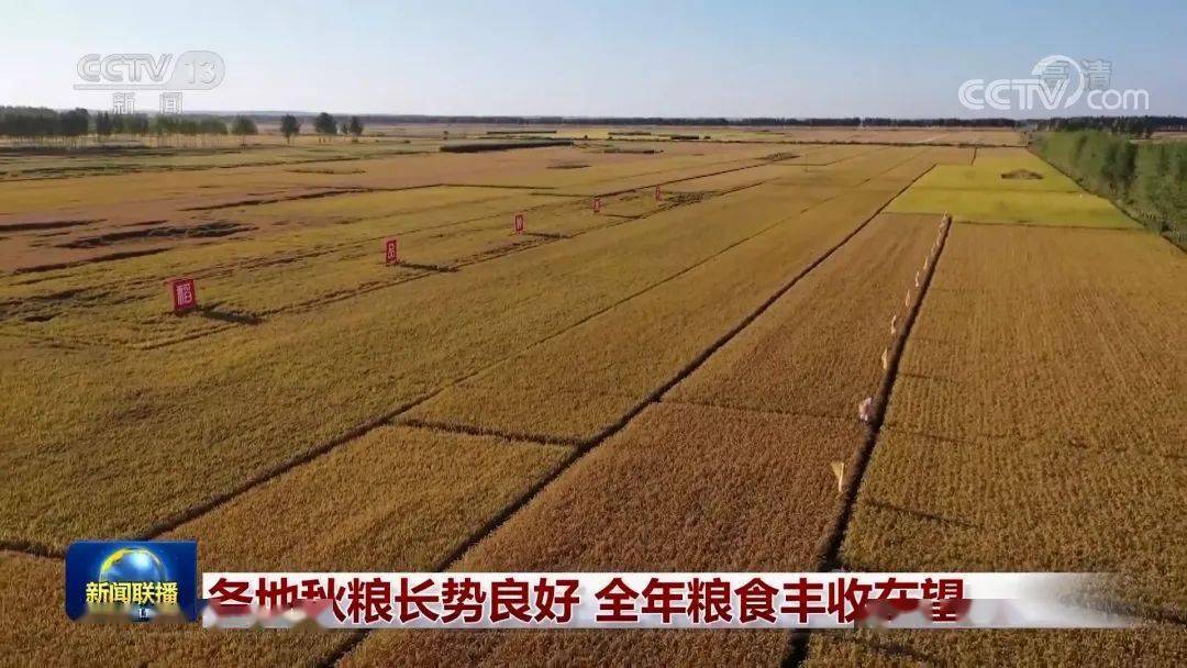 吉林富硒荞子茶