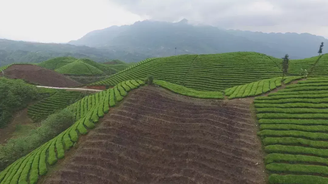 明前富硒茶报价