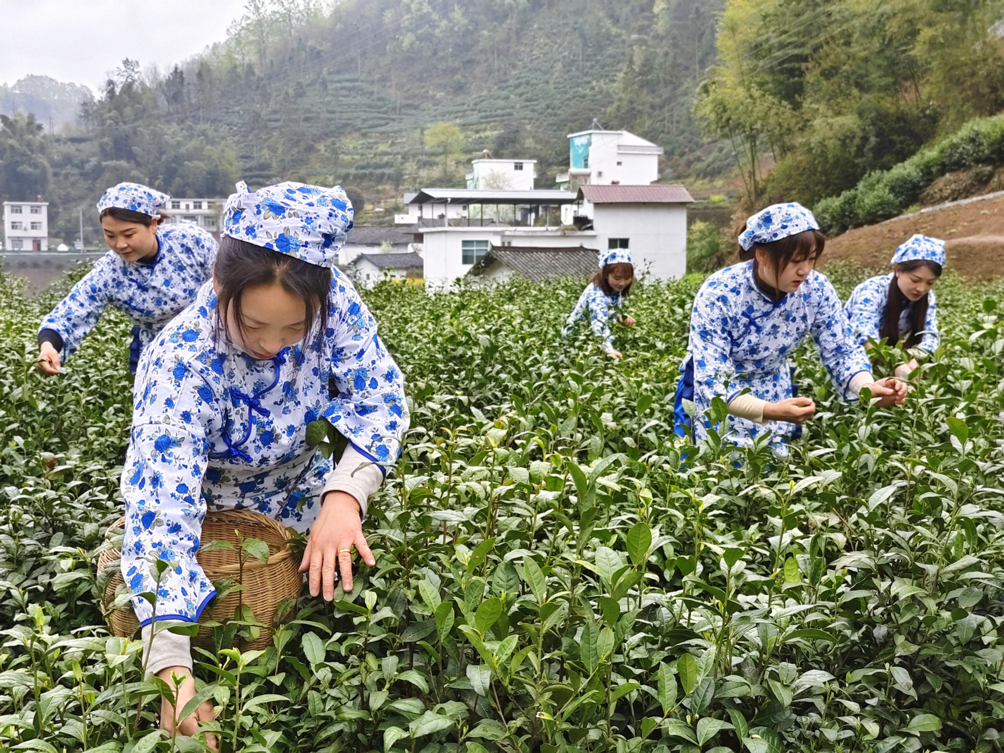 安康富硒茶官网