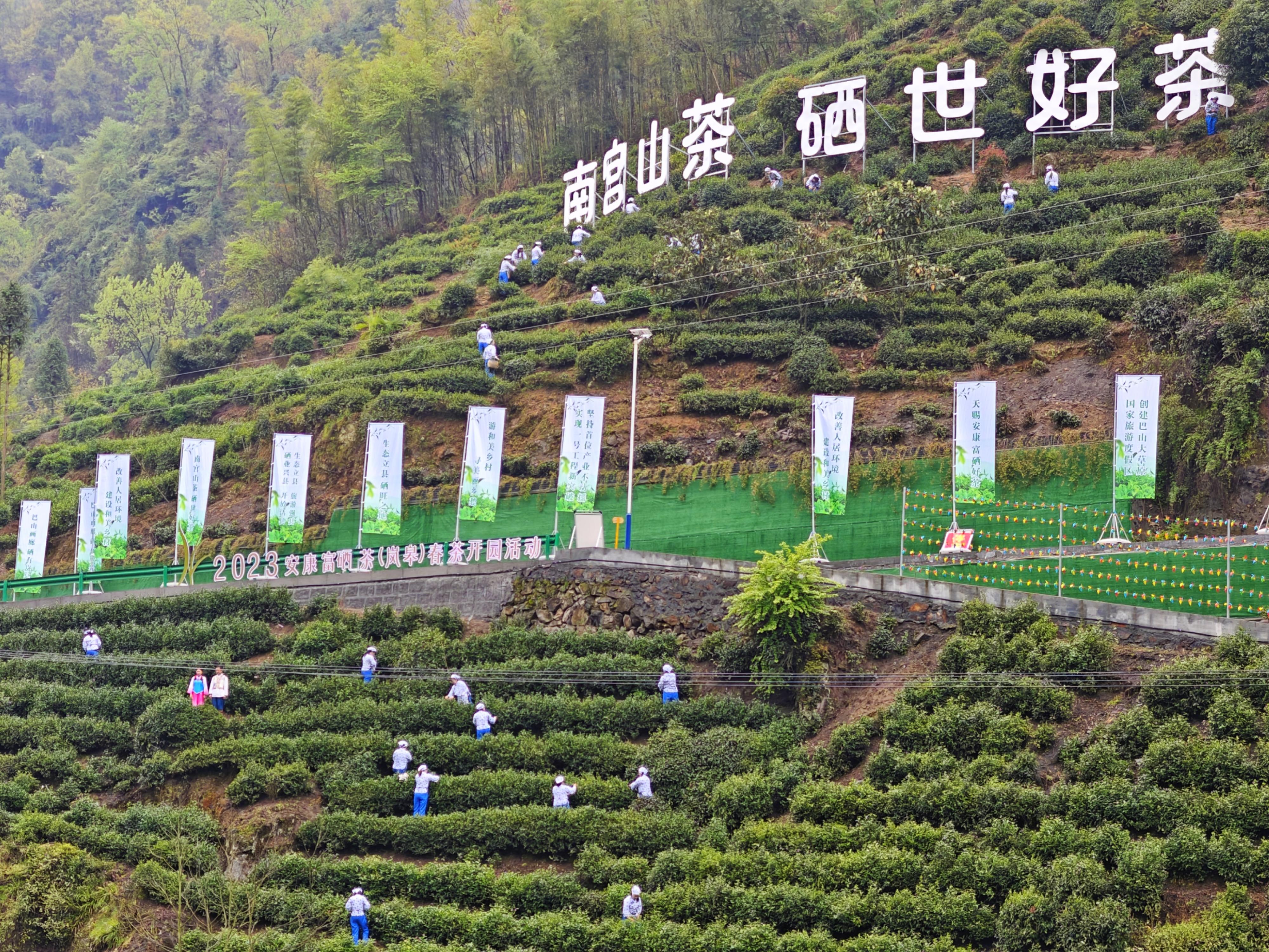 安康富硒茶官网