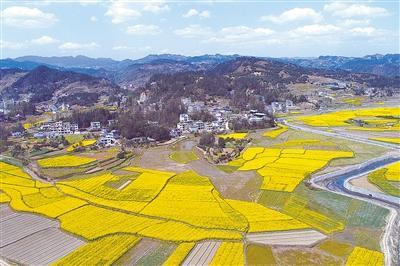 硒富汇天子藤茶