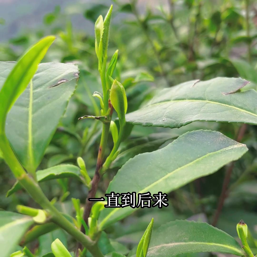 紫阳富硒明前茶