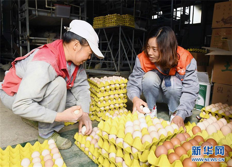山西富硒荞子茶