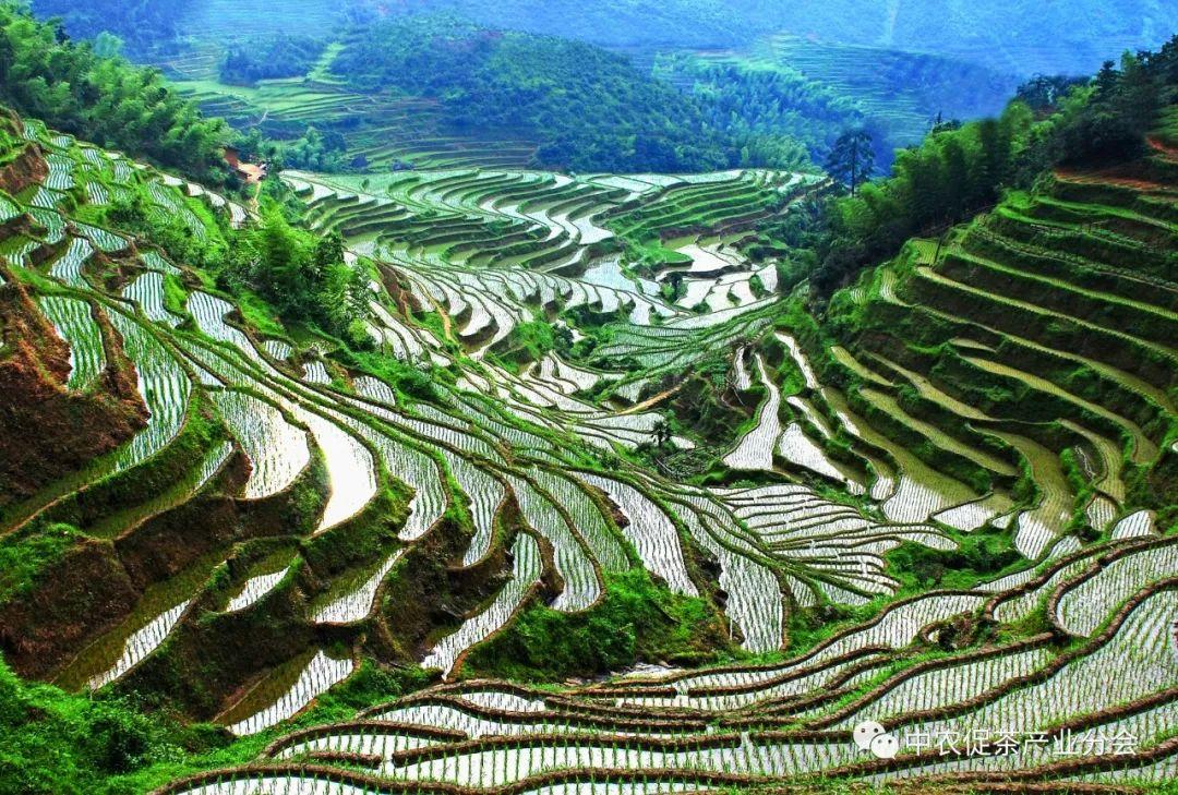 上犹营前富硒茶