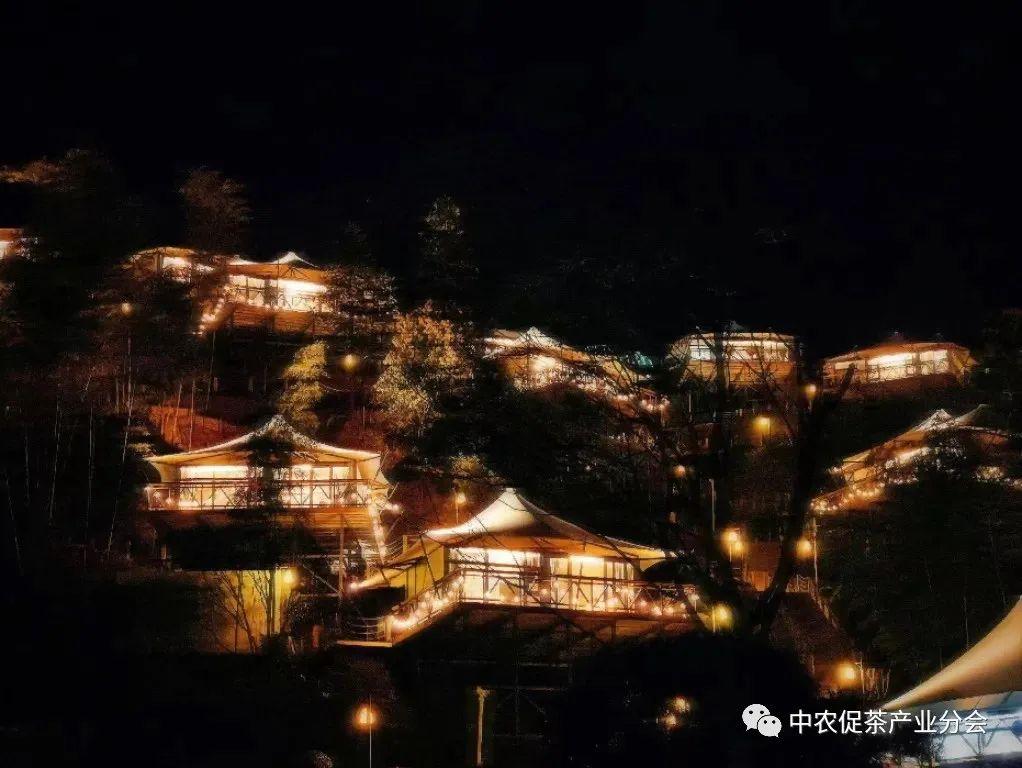 上犹营前富硒茶
