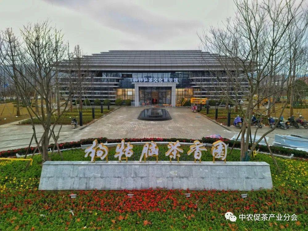 上犹营前富硒茶