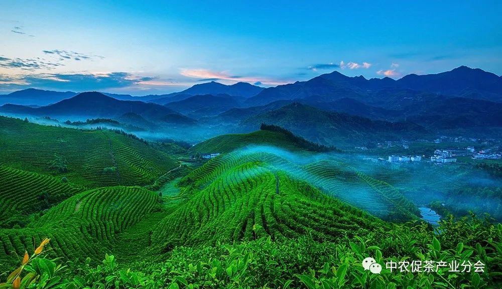 上犹营前富硒茶