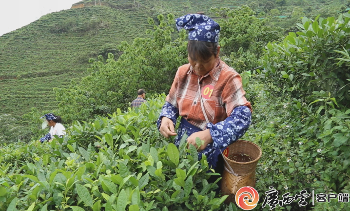 紫阳宏威富硒茶