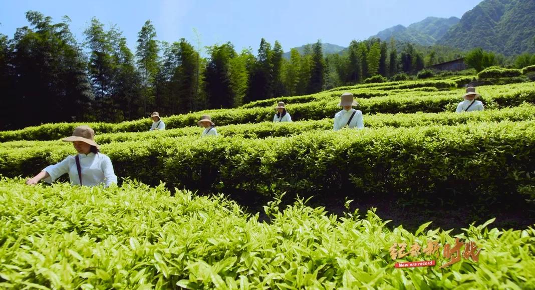 宜春富硒金片茶